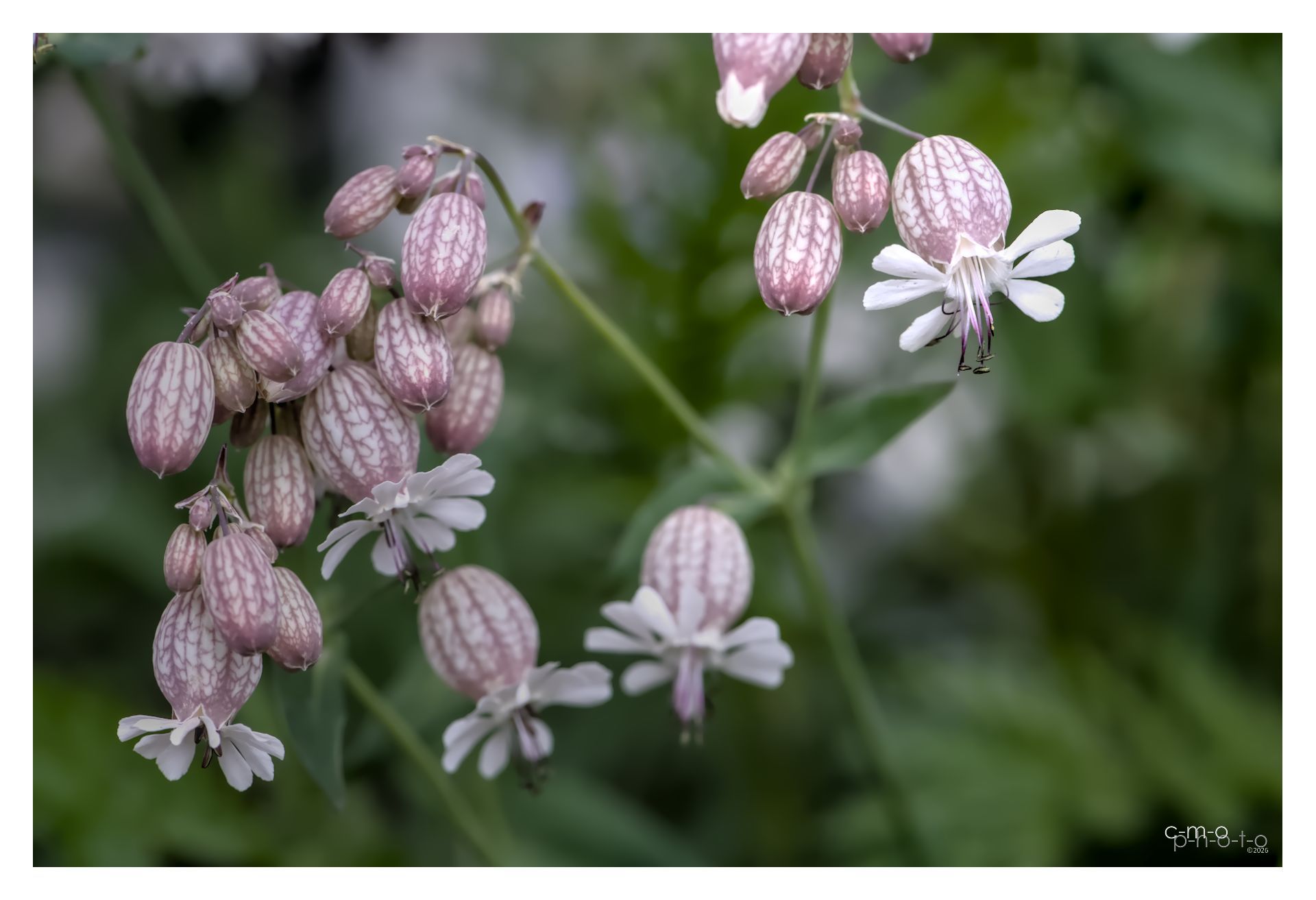 2026.05.16 DE Hermeskeil Natur-Makro-Wanderung