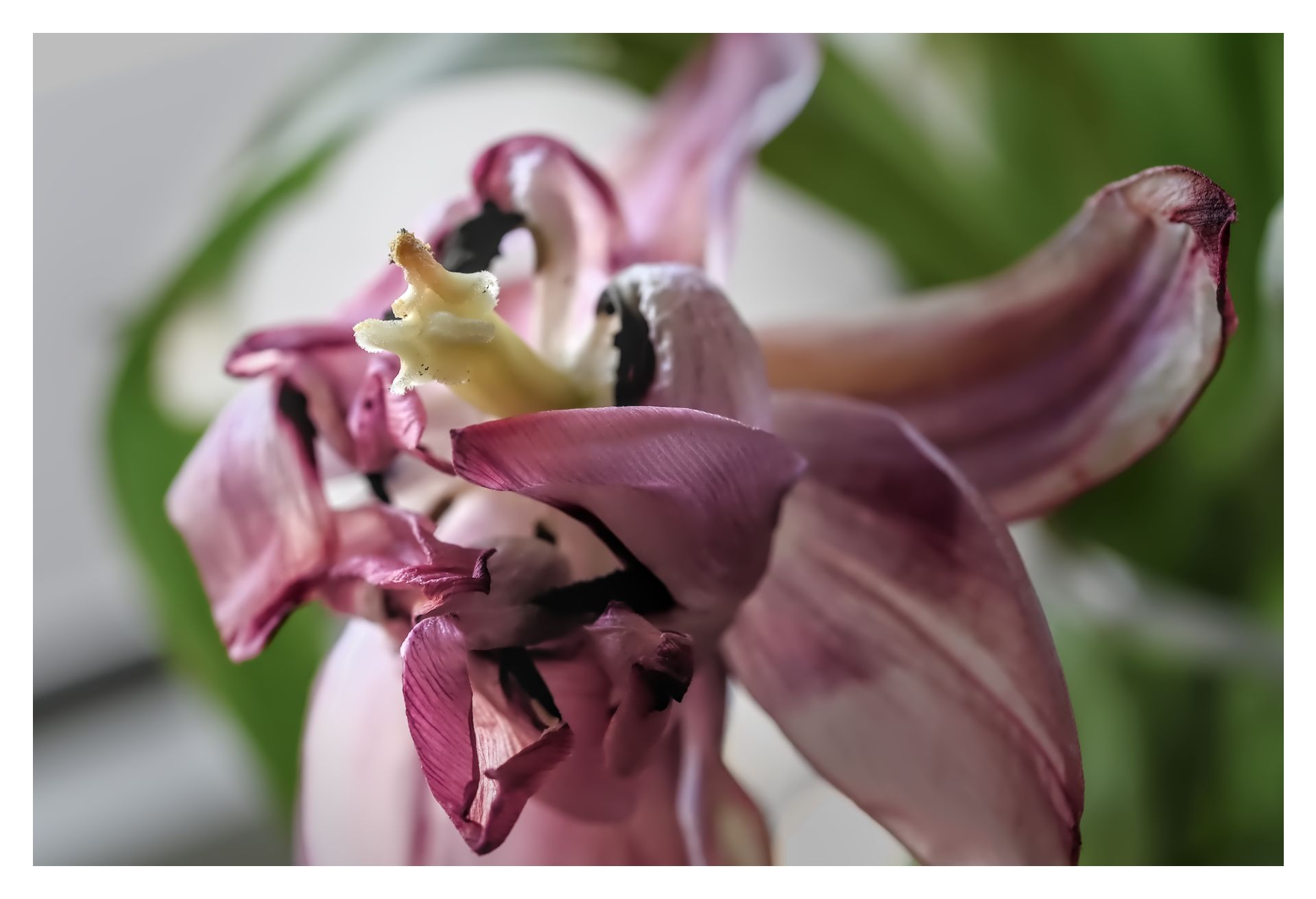2026.05.23 Flowers Morbid & Macro